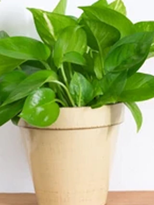 Money Plant