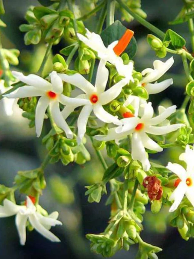 nurserylive-plants-parijat-tree-parijatak-night-flowering-jasmine-plant-16969158688908_512x512