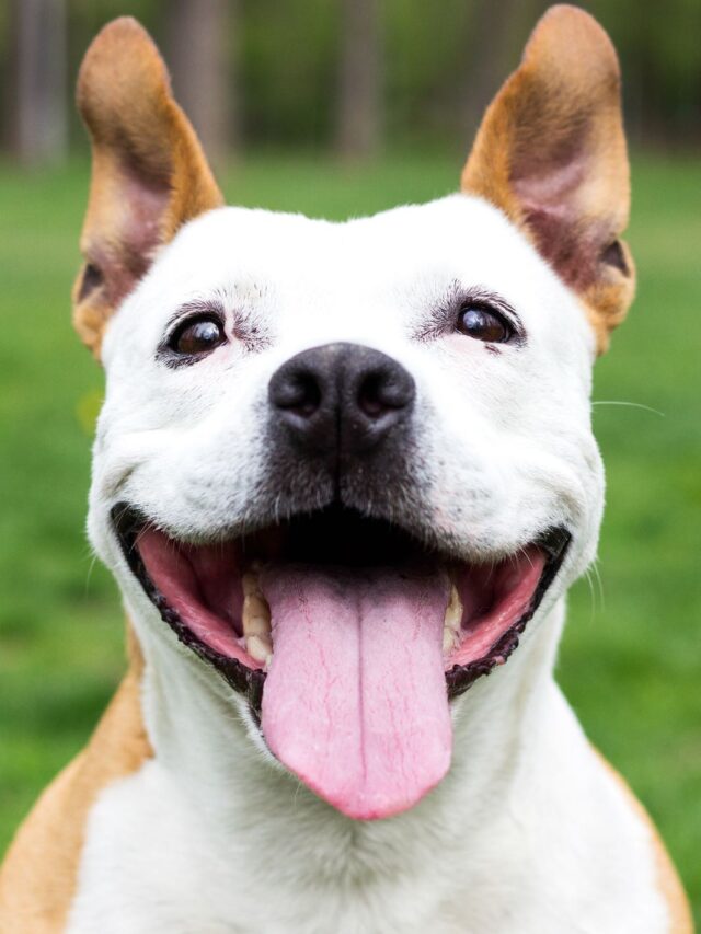 Friendly Dog having a big smile