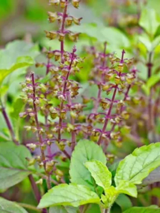 cropped-basil.webp