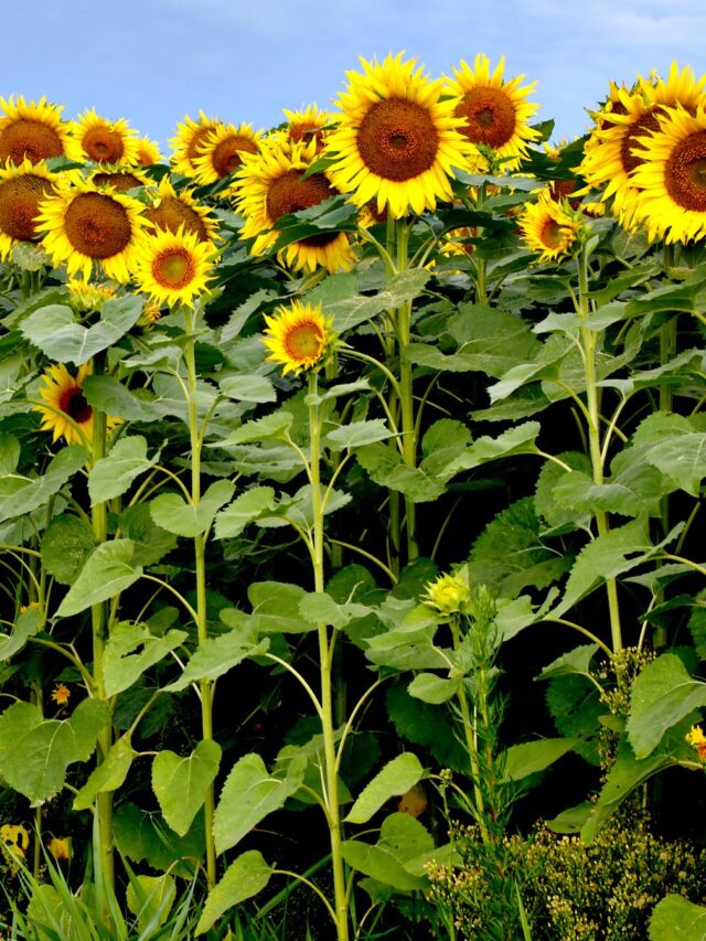 sunforest-mix-sunflower-types-1586794598