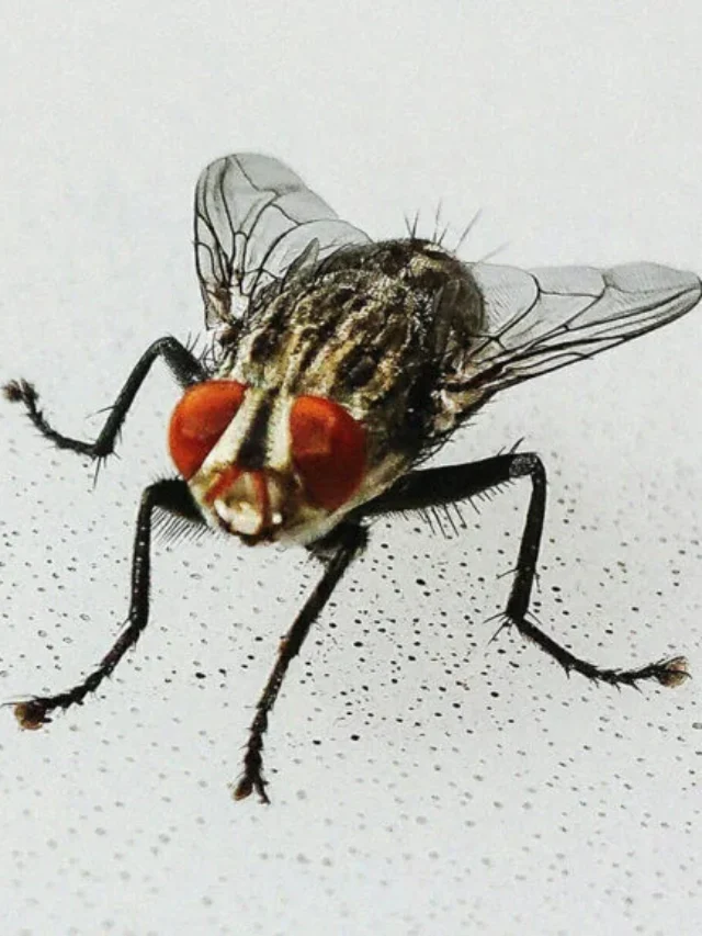 Housefly