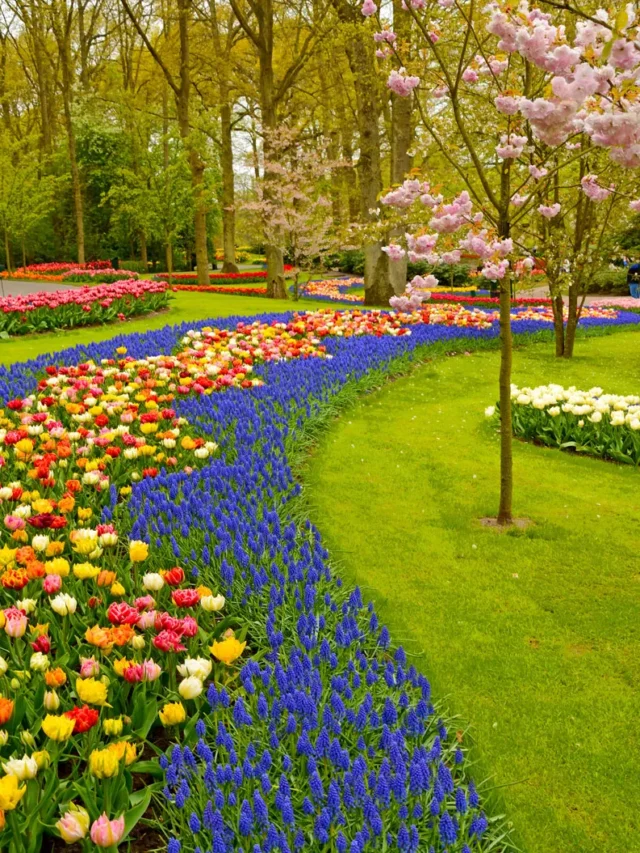 Keukenhof-Gardens-Lisse-Netherlands