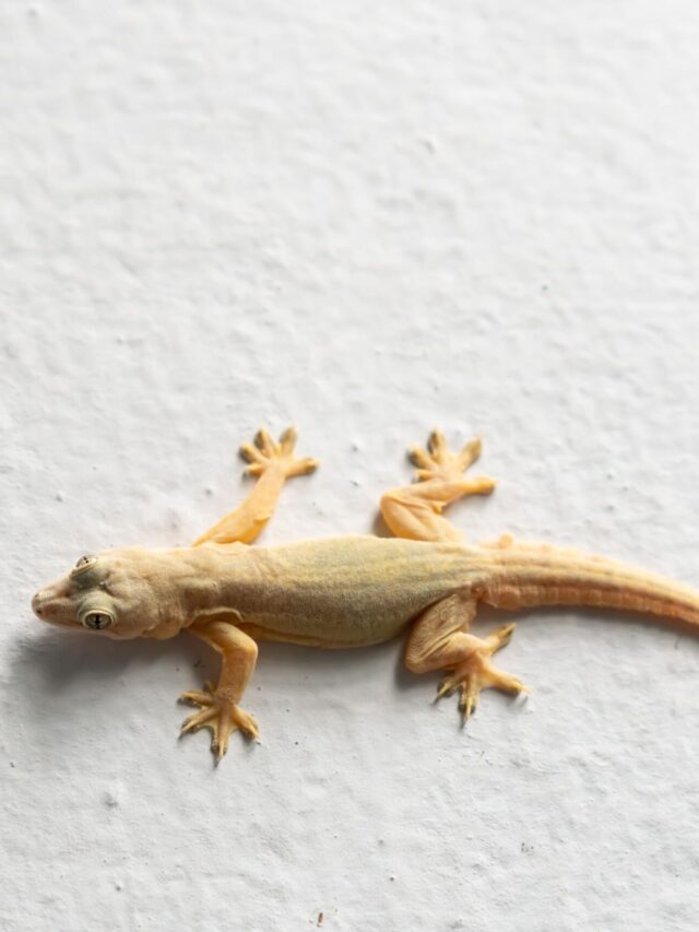 how-to-get-rid-of-lizards