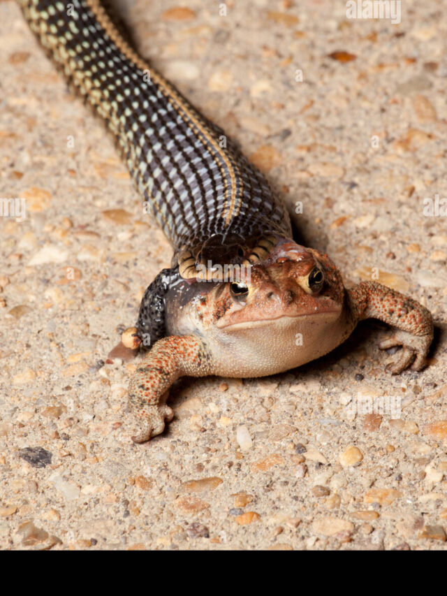 reptile-frog-snake-attack-toad-swallow-garter-eating-eat-eats-legs-J7M172